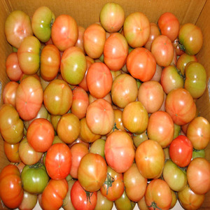 완숙 토마토 3-4번 10kg 무료배송